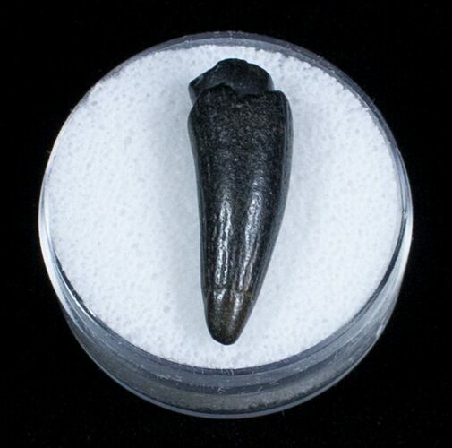 Cretaceous Crocodile Tooth From Maryland #3708